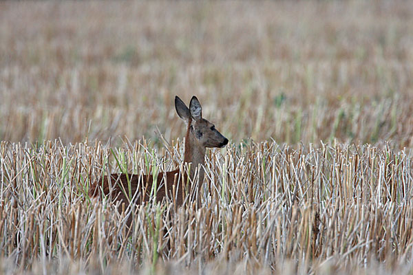 Rehwild (Capreolus capreolus)