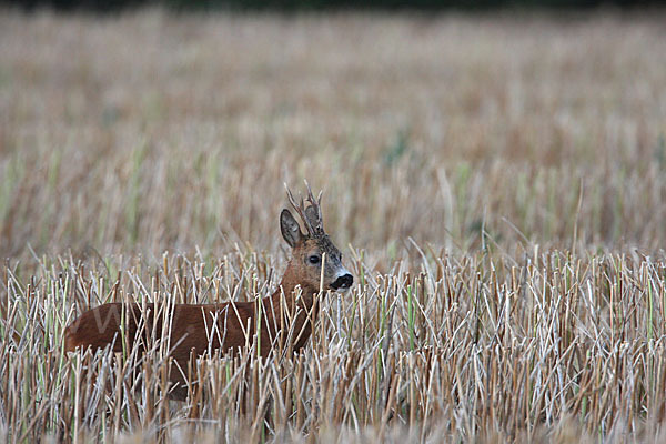 Rehwild (Capreolus capreolus)