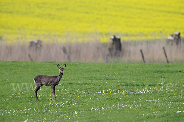 Rehwild (Capreolus capreolus)