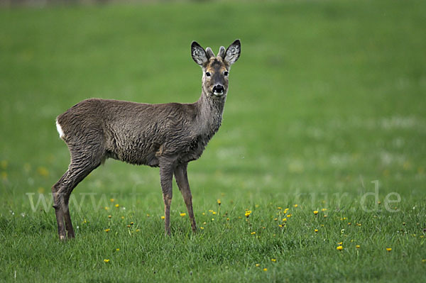 Rehwild (Capreolus capreolus)