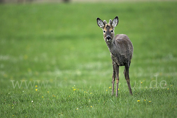 Rehwild (Capreolus capreolus)