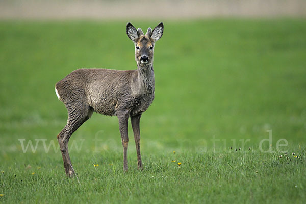 Rehwild (Capreolus capreolus)