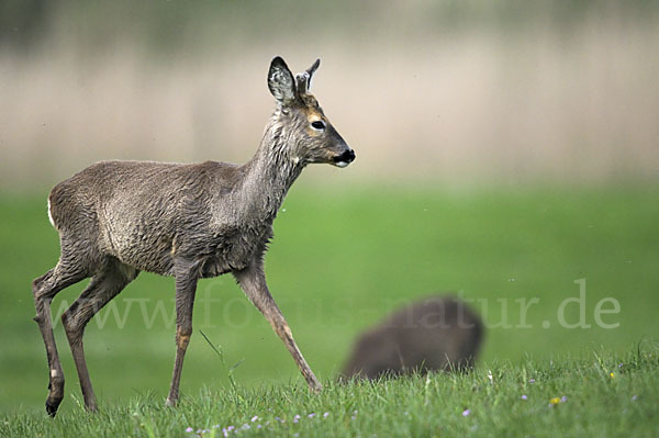 Rehwild (Capreolus capreolus)