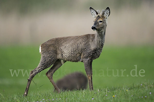 Rehwild (Capreolus capreolus)