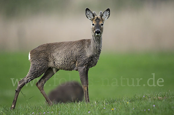 Rehwild (Capreolus capreolus)