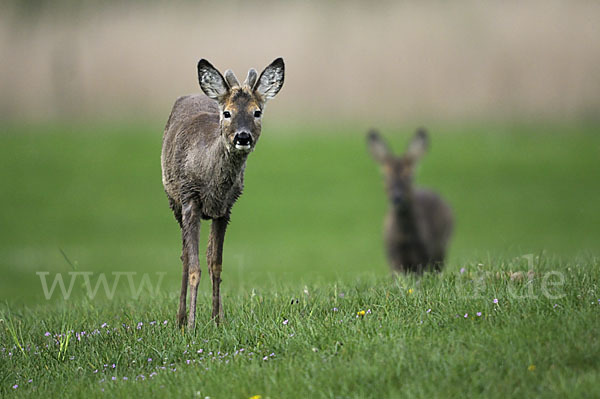 Rehwild (Capreolus capreolus)