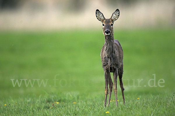 Rehwild (Capreolus capreolus)