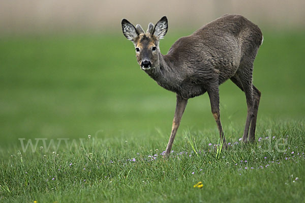 Rehwild (Capreolus capreolus)