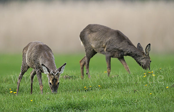 Rehwild (Capreolus capreolus)