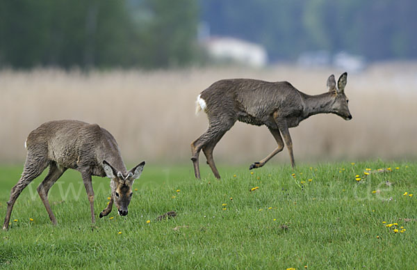 Rehwild (Capreolus capreolus)