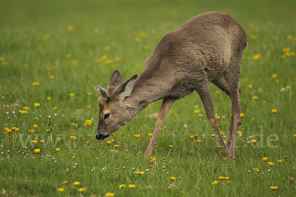 Rehwild (Capreolus capreolus)