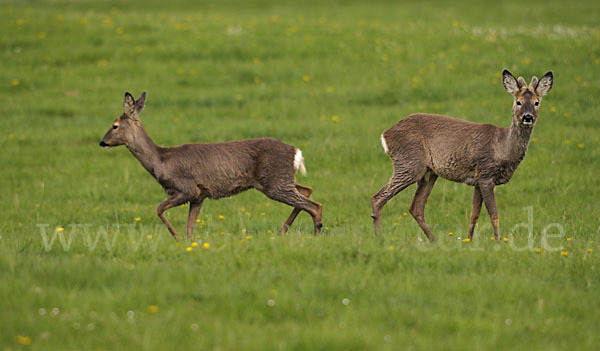 Rehwild (Capreolus capreolus)