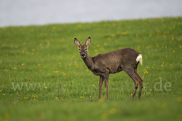 Rehwild (Capreolus capreolus)