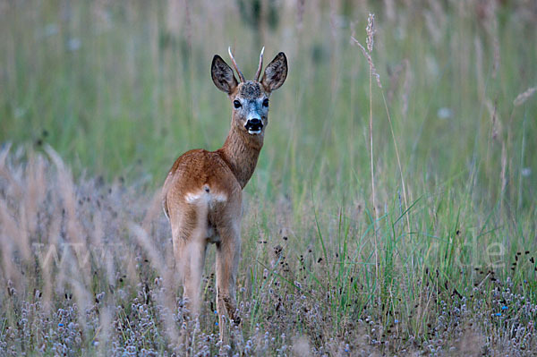 Rehwild (Capreolus capreolus)