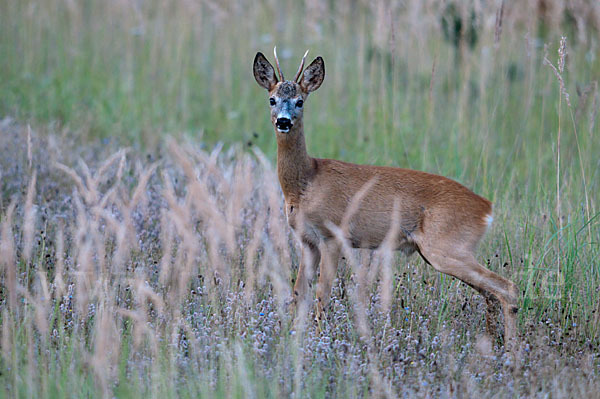 Rehwild (Capreolus capreolus)