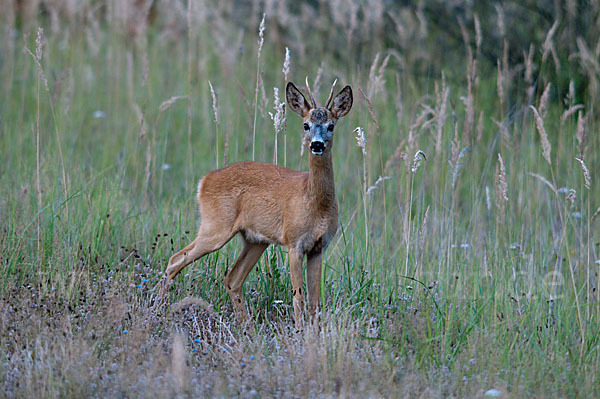 Rehwild (Capreolus capreolus)