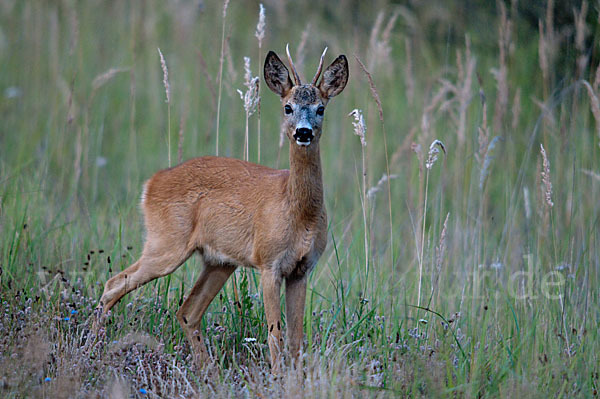 Rehwild (Capreolus capreolus)