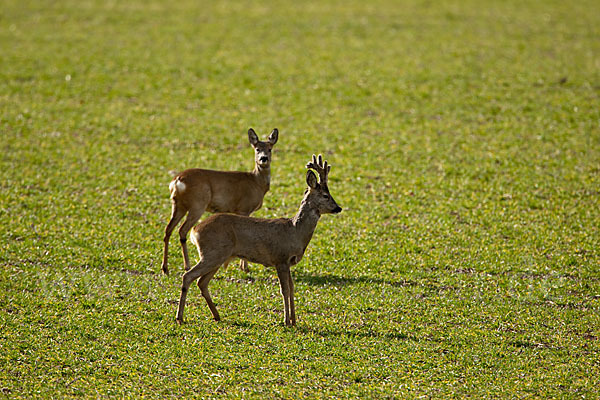 Rehwild (Capreolus capreolus)