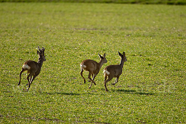 Rehwild (Capreolus capreolus)