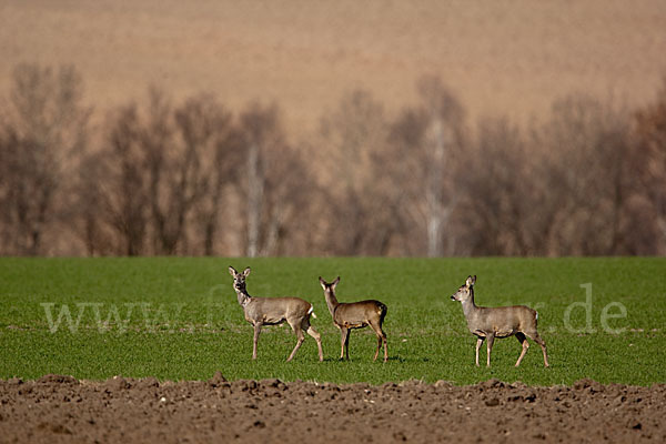 Rehwild (Capreolus capreolus)