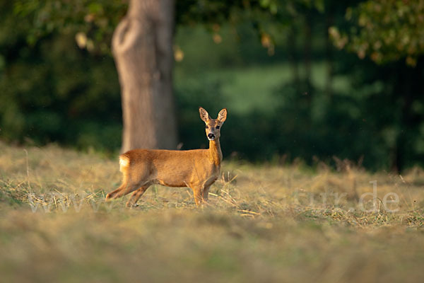 Rehwild (Capreolus capreolus)