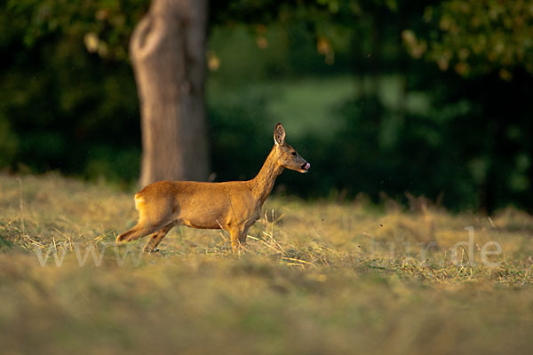 Rehwild (Capreolus capreolus)