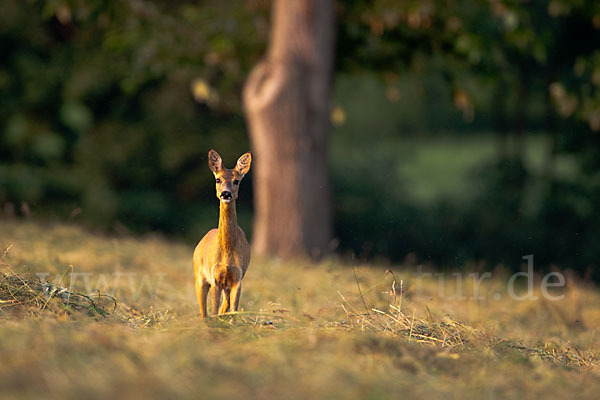 Rehwild (Capreolus capreolus)