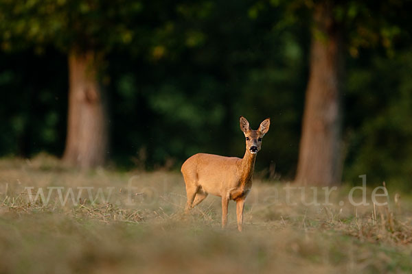 Rehwild (Capreolus capreolus)