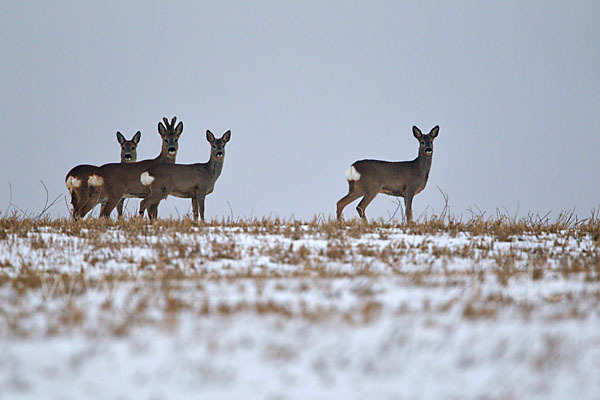 Rehwild (Capreolus capreolus)