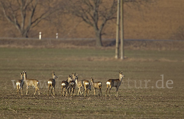 Rehwild (Capreolus capreolus)