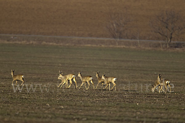 Rehwild (Capreolus capreolus)