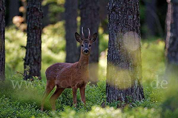 Rehwild (Capreolus capreolus)