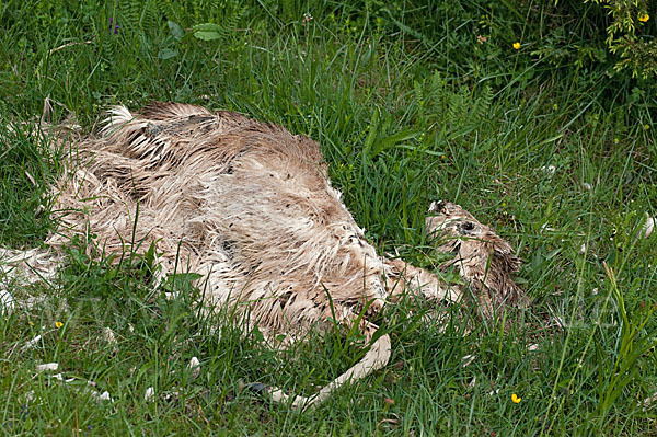 Rehwild (Capreolus capreolus)