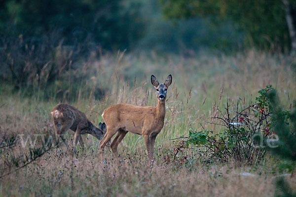 Rehwild (Capreolus capreolus)