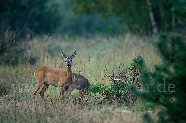 Rehwild (Capreolus capreolus)