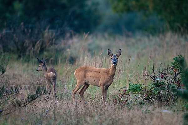 Rehwild (Capreolus capreolus)