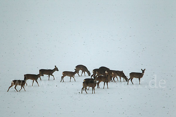 Rehwild (Capreolus capreolus)