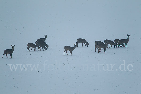 Rehwild (Capreolus capreolus)