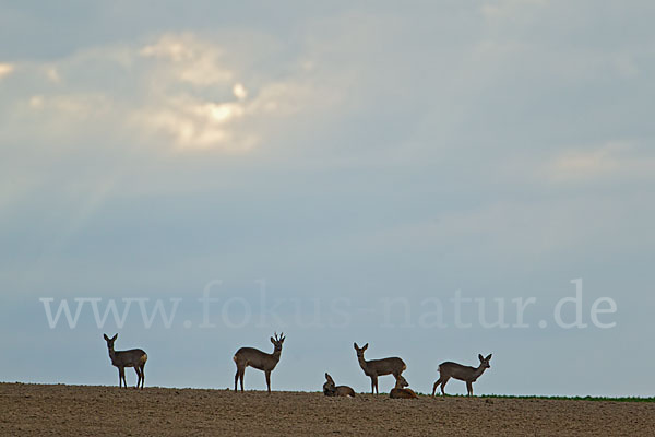 Rehwild (Capreolus capreolus)