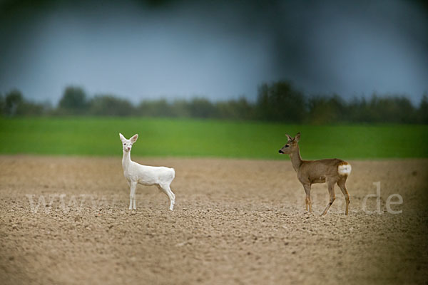 Rehwild (Capreolus capreolus)