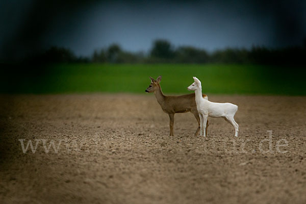 Rehwild (Capreolus capreolus)