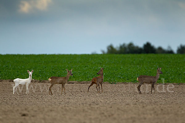 Rehwild (Capreolus capreolus)