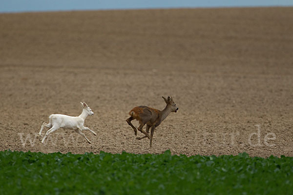 Rehwild (Capreolus capreolus)