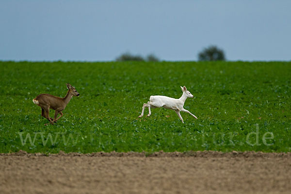 Rehwild (Capreolus capreolus)