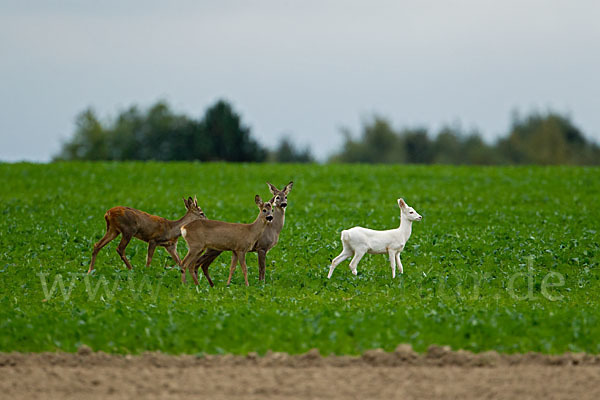 Rehwild (Capreolus capreolus)