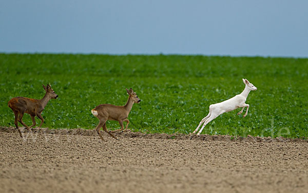 Rehwild (Capreolus capreolus)