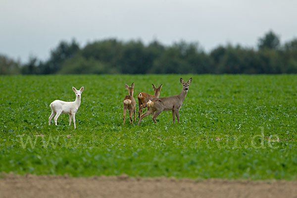 Rehwild (Capreolus capreolus)