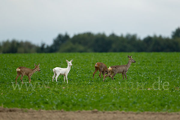 Rehwild (Capreolus capreolus)