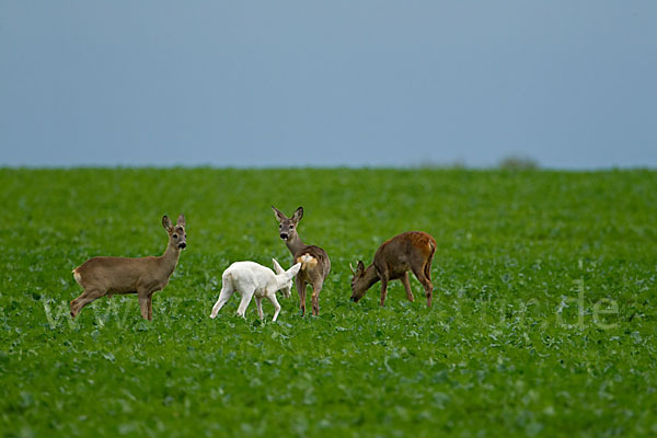 Rehwild (Capreolus capreolus)