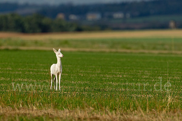 Rehwild (Capreolus capreolus)